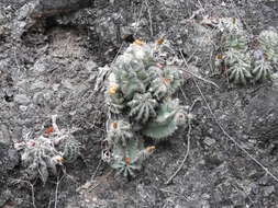 Sivun Echinocereus subinermis subsp. ochoterenae (J. G. Ortega) N. P. Taylor kuva