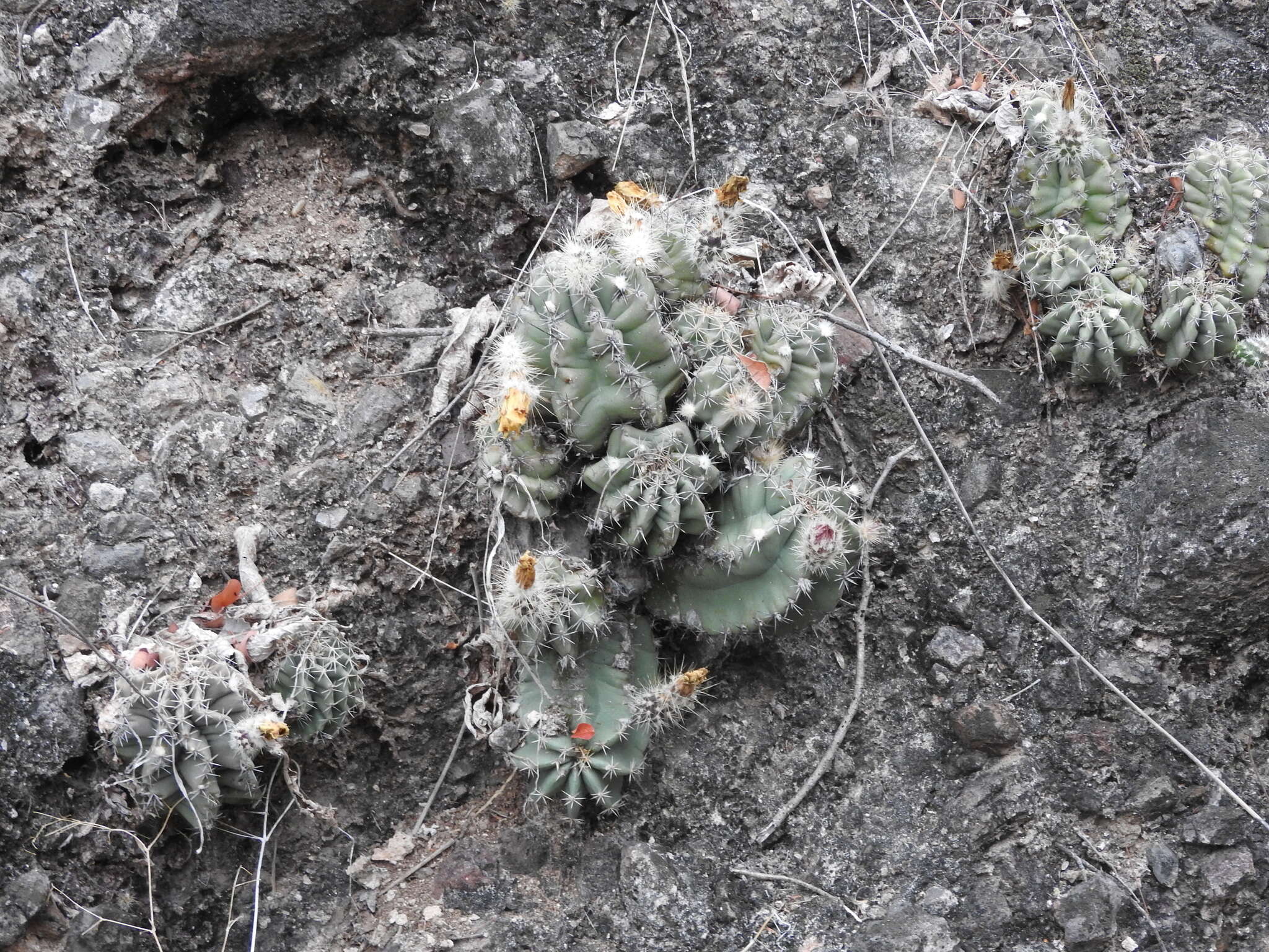 Sivun Echinocereus subinermis subsp. ochoterenae (J. G. Ortega) N. P. Taylor kuva