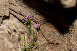 Zeltnera wigginsii (C. R. Broome) G. Mansion resmi