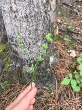 Image de Andersonglossum boreale (Fernald) J. I. Cohen