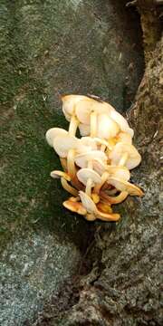 Image de Flammulina mexicana Redhead, Estrada & R. H. Petersen 2000