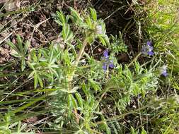 Plancia ëd Lupinus kingii S. Watson