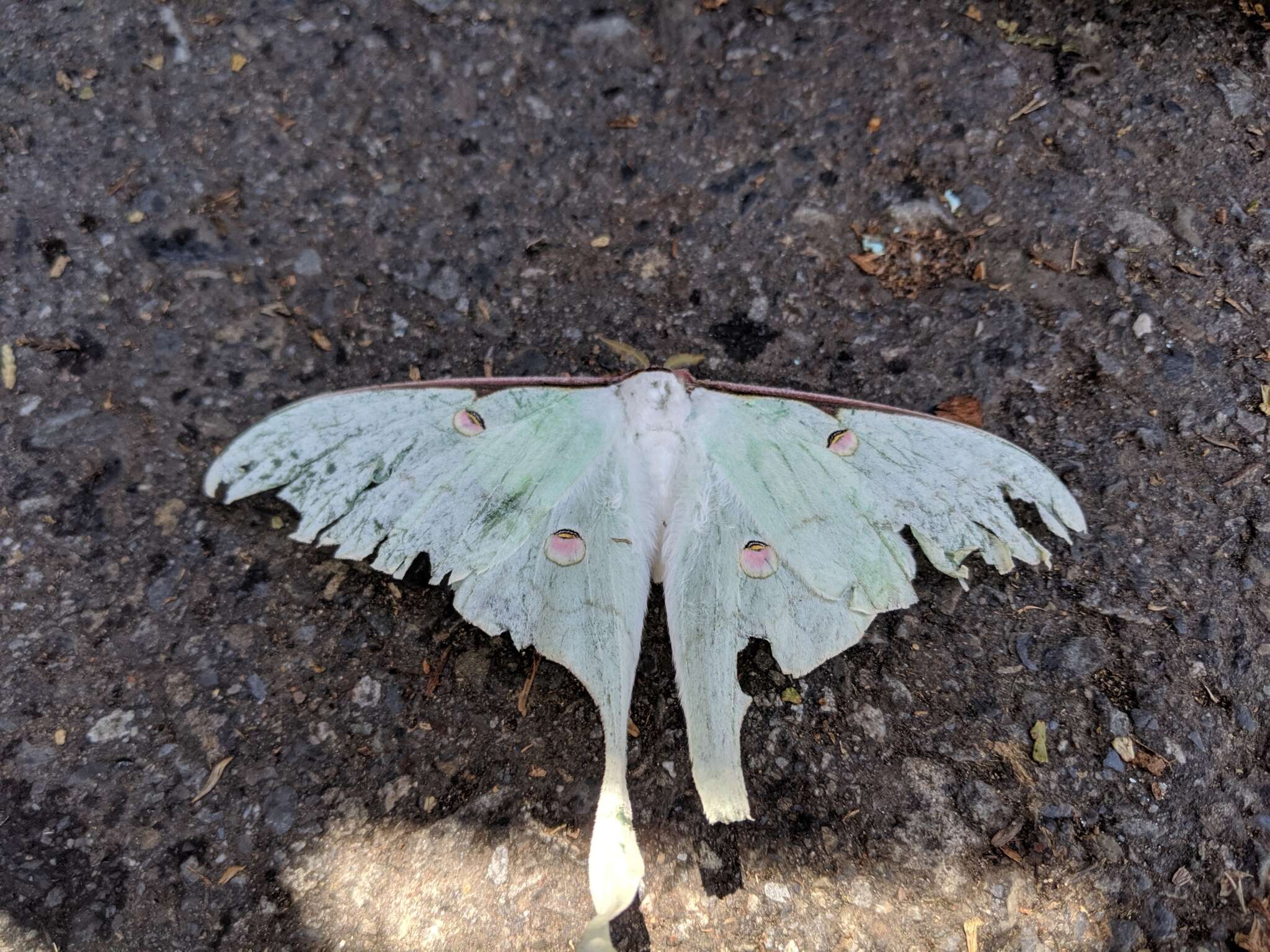 Imagem de Actias sinensis subaurea Kishida 1993