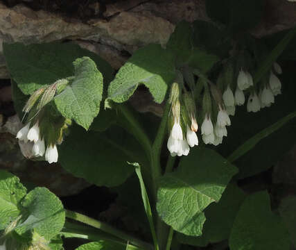 Image of Symphytum brachycalyx Boiss.