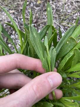 Слика од Scaevola repens de Vriese