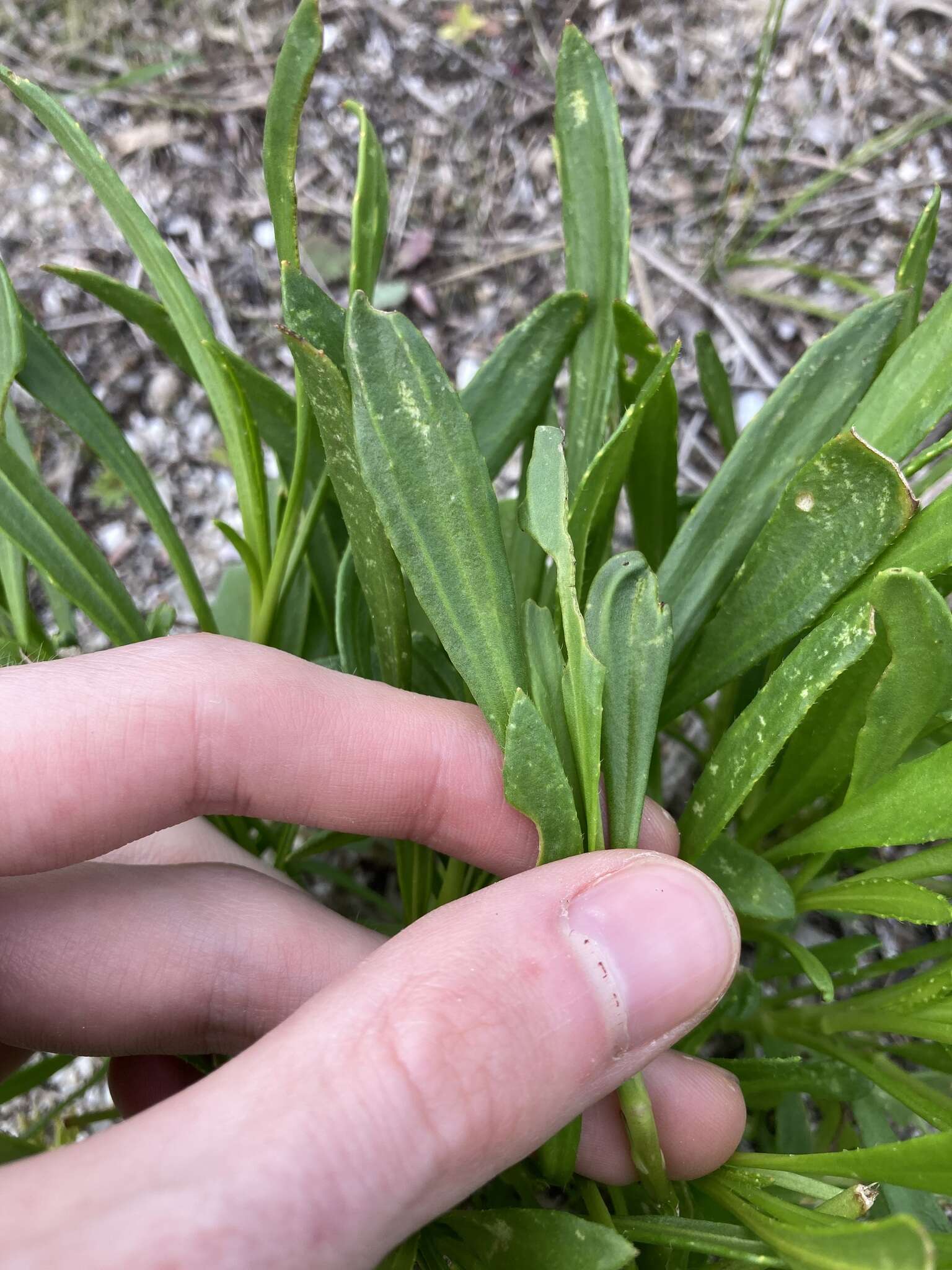 Image of Scaevola repens de Vriese