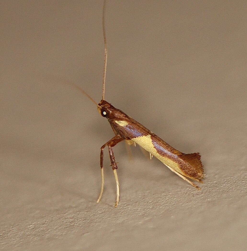 Sivun Caloptilia xanthopharella (Meyrick 1880) kuva