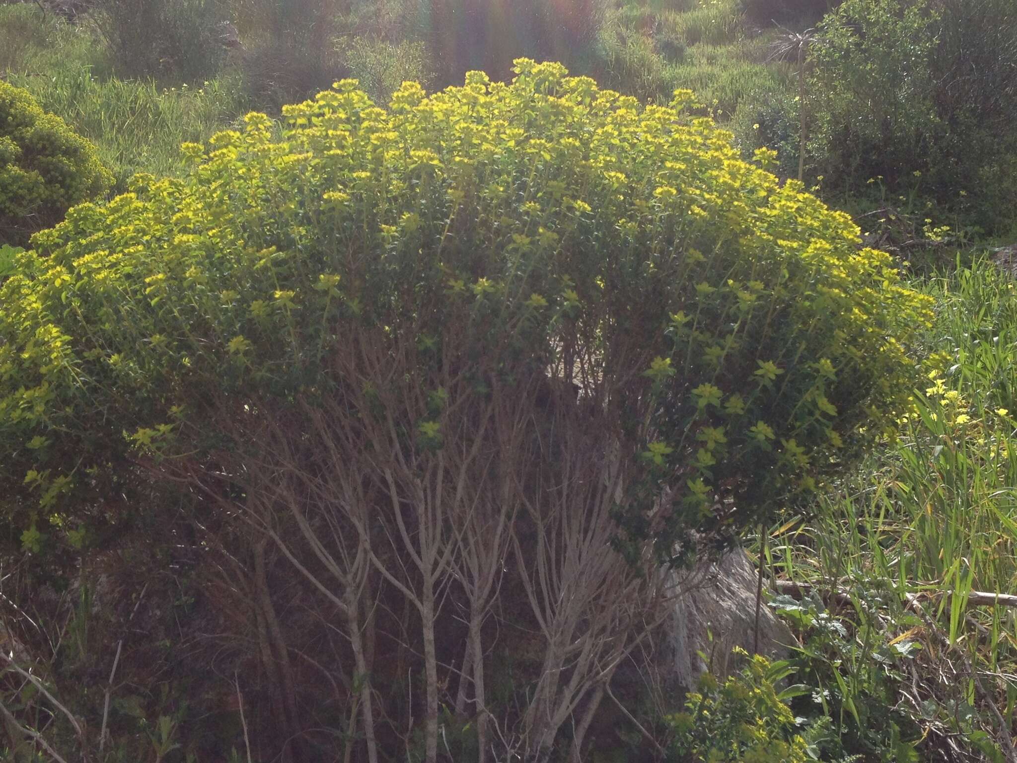 Image of Euphorbia hierosolymitana Boiss.