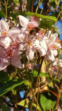 Image of Eristalis intricaria (Linnaeus 1758)