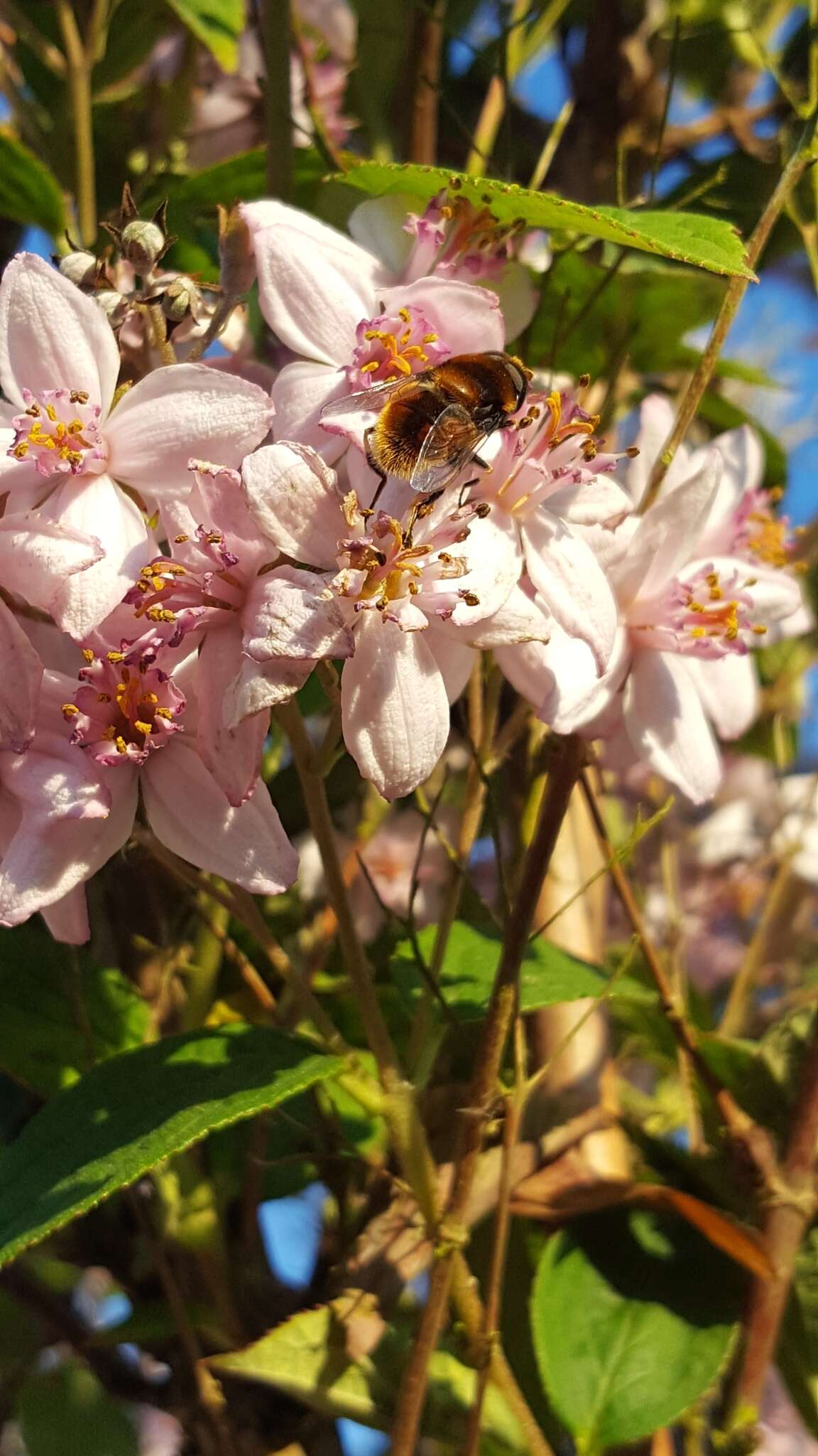 Imagem de Eristalis intricaria (Linnaeus 1758)