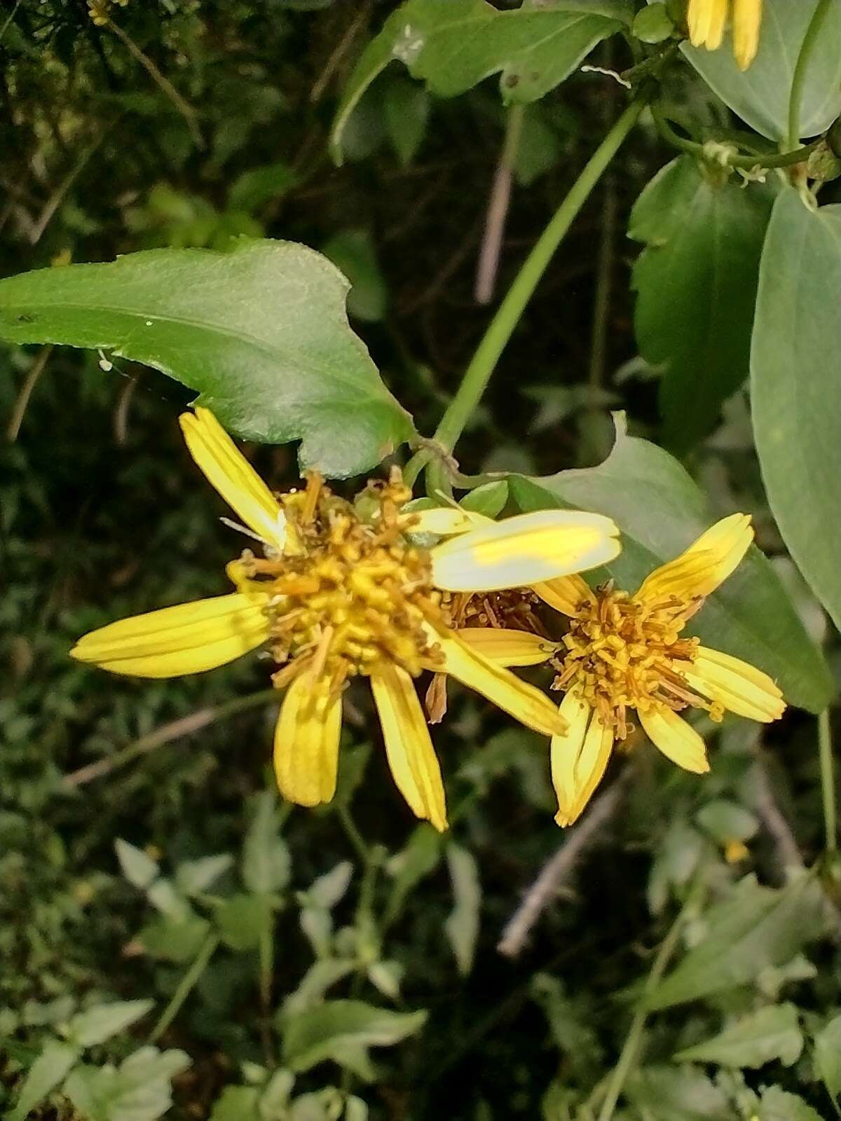 Image of Calea pinnatifida (R. Br.) Banks ex Steud.