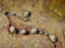 Image of Siphonaria concinna G. B. Sowerby I 1823