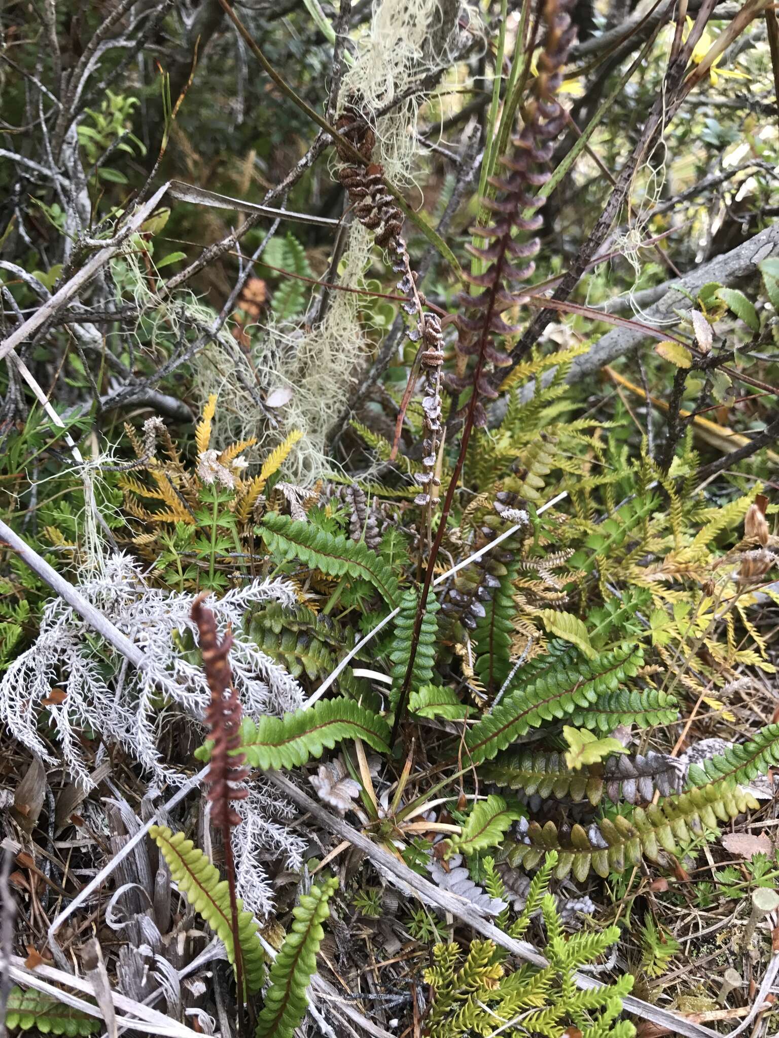 Plancia ëd Austroblechnum penna-marina subsp. alpina (R. Br.)