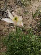 Image of cutleaf anemone
