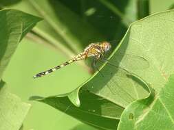 Слика од Orthetrum brachiale (Palisot de Beauvois 1817)