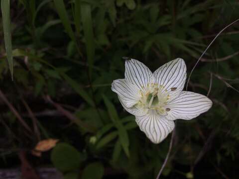 Image of fen grass of Parnassus