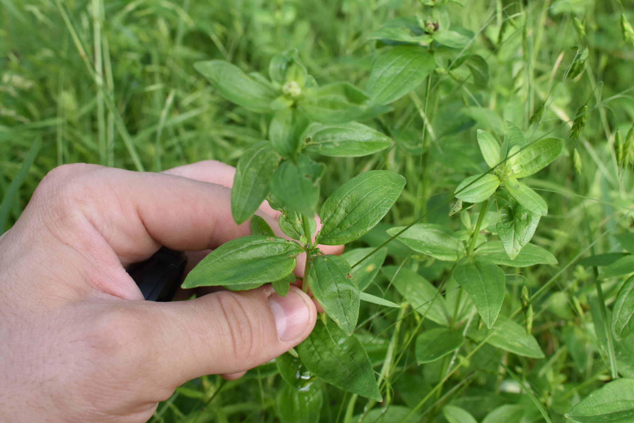 Plancia ëd Galium rubioides L.