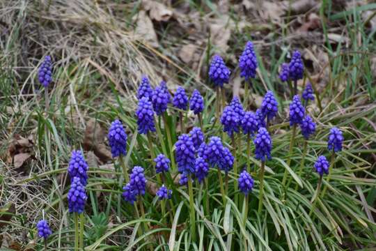 Image of Armenian grape hyacinth