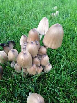 Coprinopsis atramentaria (Bull.) Redhead, Vilgalys & Moncalvo 2001 resmi