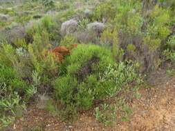 Слика од Elytropappus scaber (L. fil.) Druce