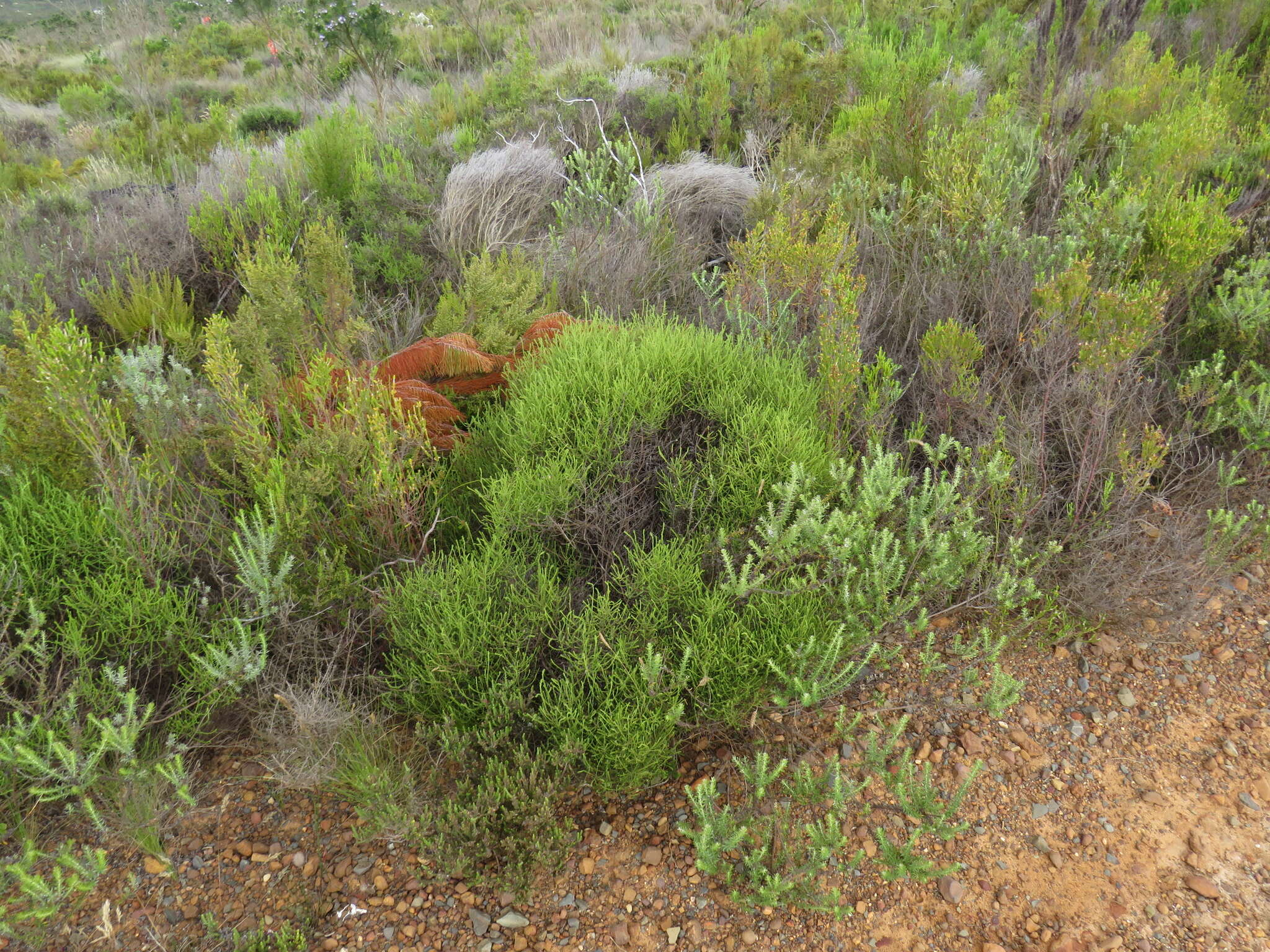 Слика од Elytropappus scaber (L. fil.) Druce