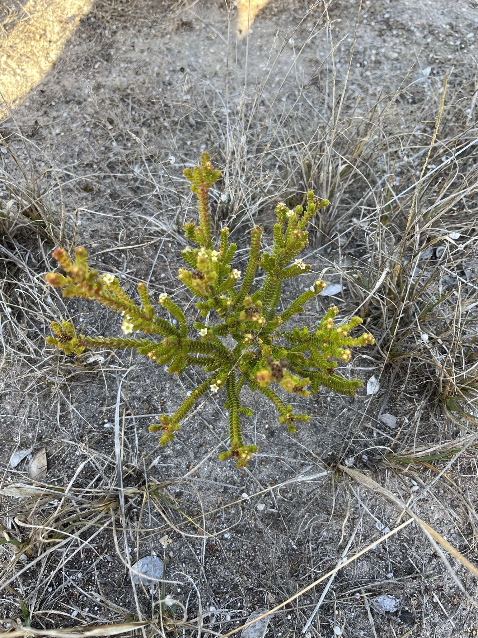 Image of Diosma guthriei Glover