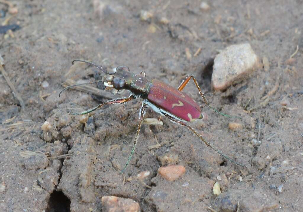 Image of Brasiella (Brasiella) wickhami (W. Horn 1903)