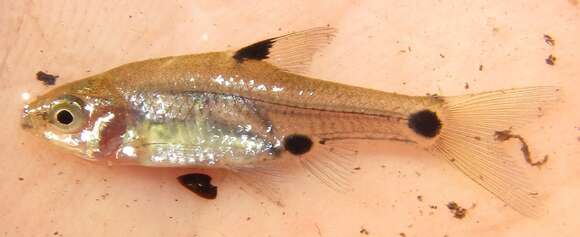 Image of Sickle barb