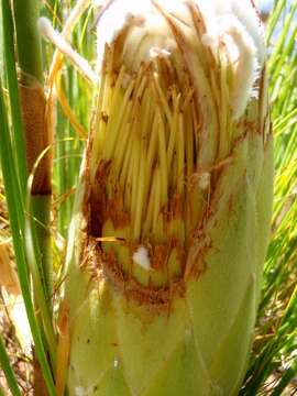 Image of Protea lorea R. Br.