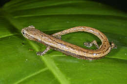 Image of Cukra Climbing Salamander