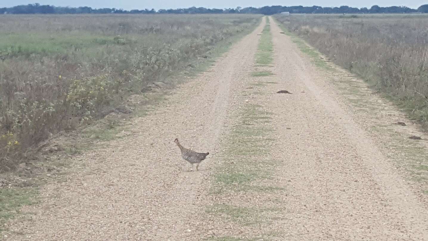 Image of Attwater's greater prairie-chicken