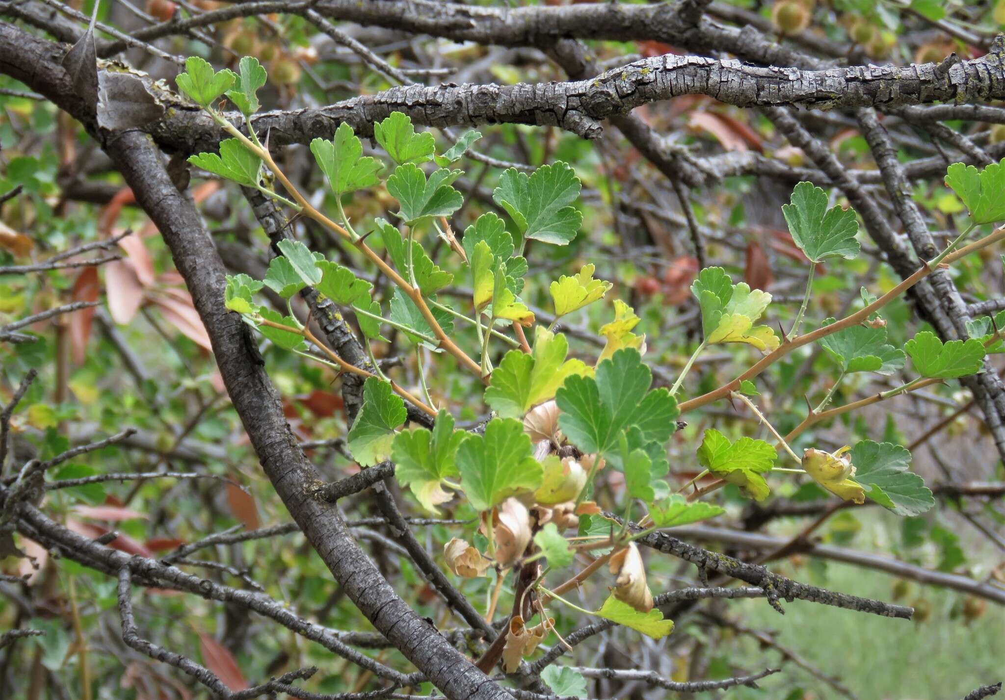 Image of hillside gooseberry