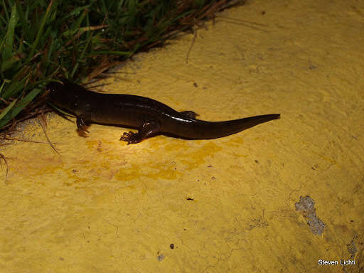 Image of Eastern Tiger Salamander