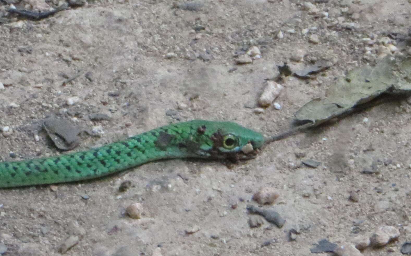 Image of Philothamnus punctatus Peters 1867