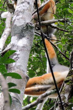 Image of Diadem Sifaka