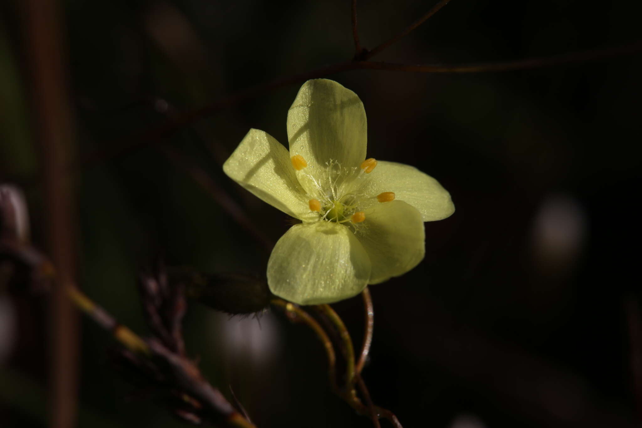 Image of Drosera intricata Planch.