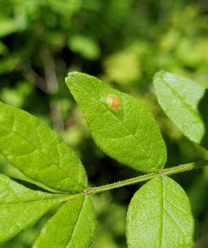 صورة Puccinia andropogonis Schwein. 1832