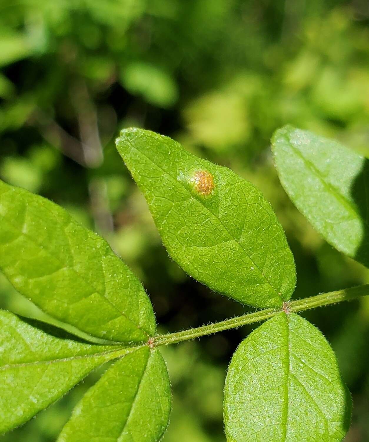 Image of Puccinia andropogonis Schwein. 1832