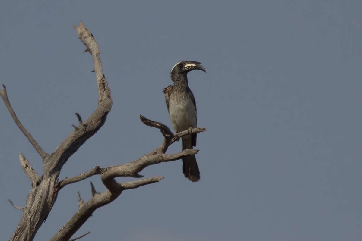 Image of Lophoceros nasutus epirhinus (Sundevall 1850)