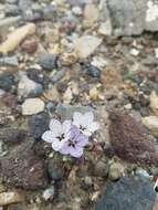 Image of Great Basin langloisia