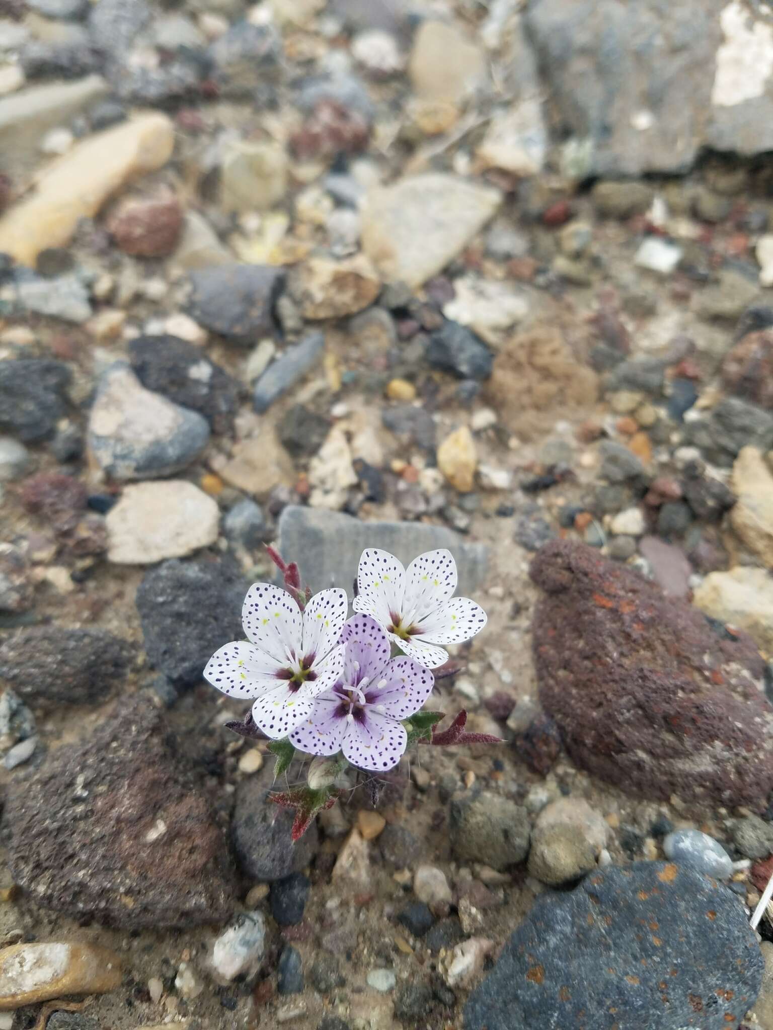 Image of Great Basin langloisia