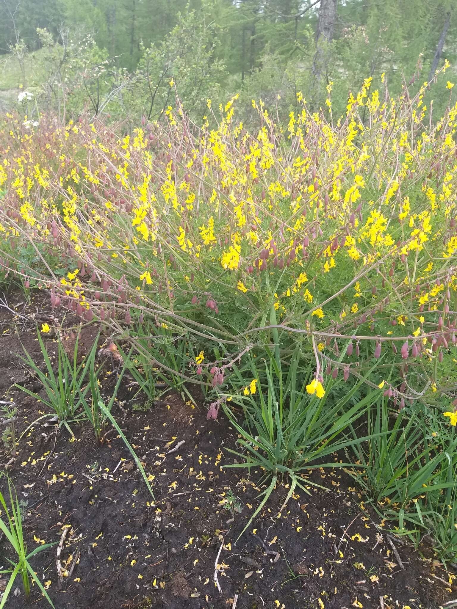 Corydalis sibirica (L. fil.) Pers. resmi