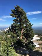 Image of Mountain Hemlock