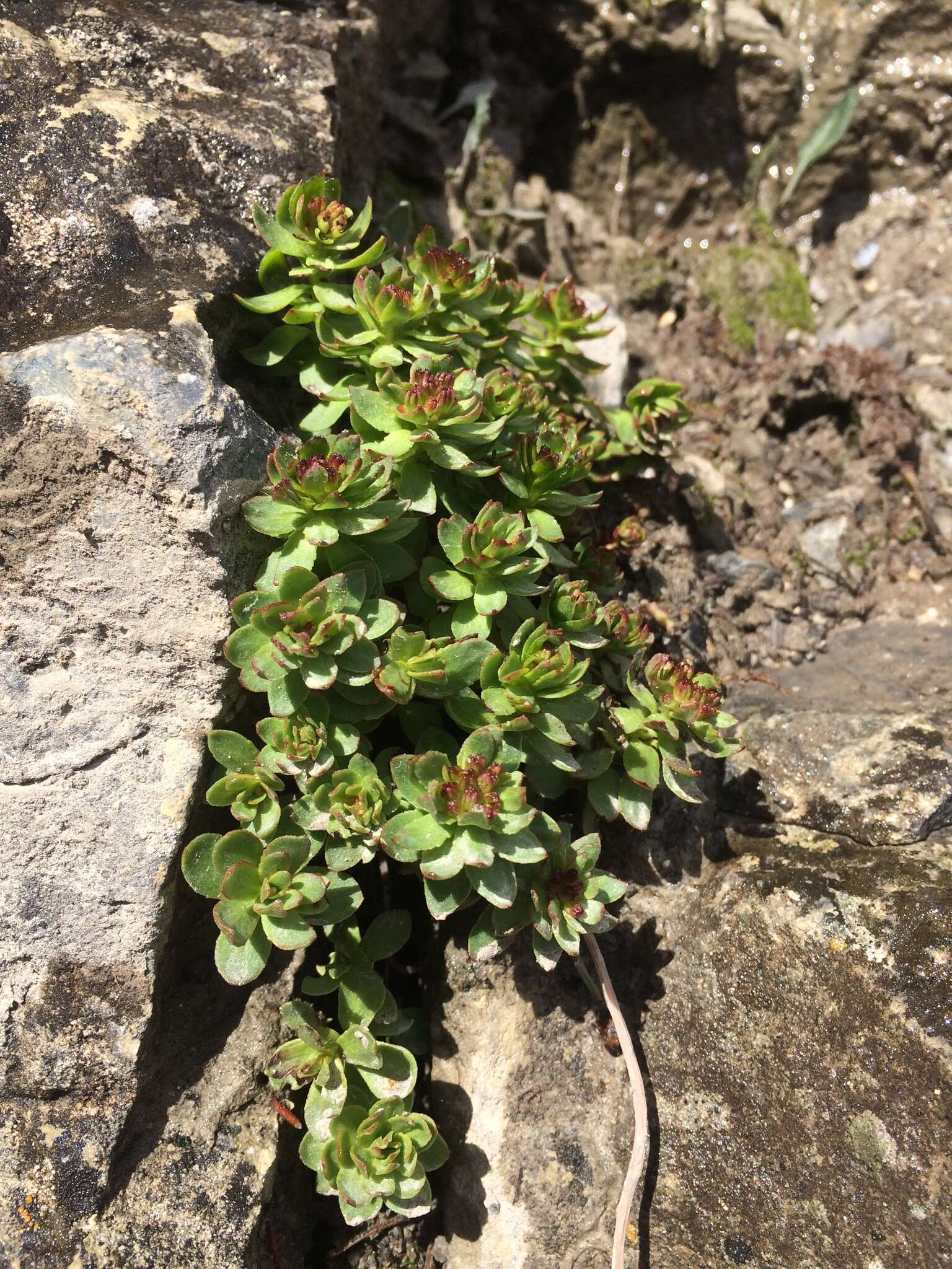 Image of ledge stonecrop