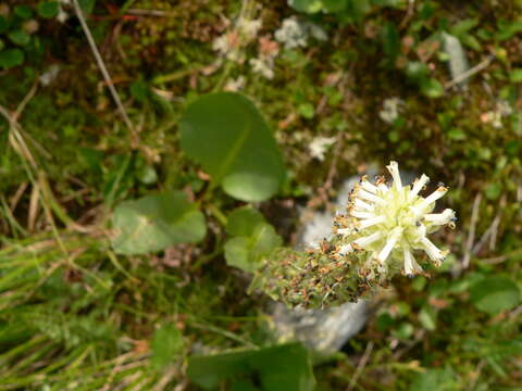 Imagem de Lagotis integrifolia (Willd.) Schischk. ex Vikulova