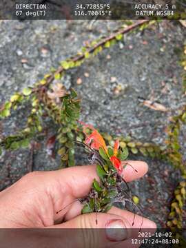 Imagem de Adenanthos obovatus Labill.