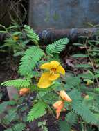 Image of partridge pea