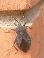 Pachylis laticornis (Fabricius 1798)的图像