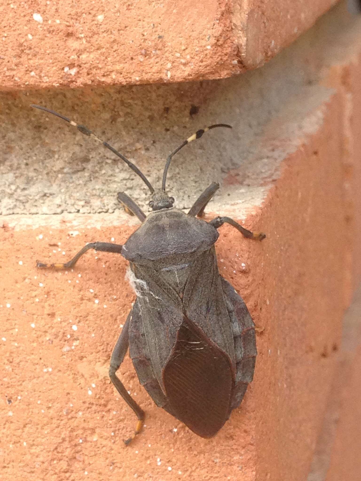Pachylis laticornis (Fabricius 1798)的图像