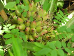 Image of Bromelia hemisphaerica Lam.